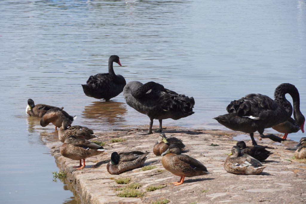 Topsham Quay, Devon, Black Swans at the quay - July 2026