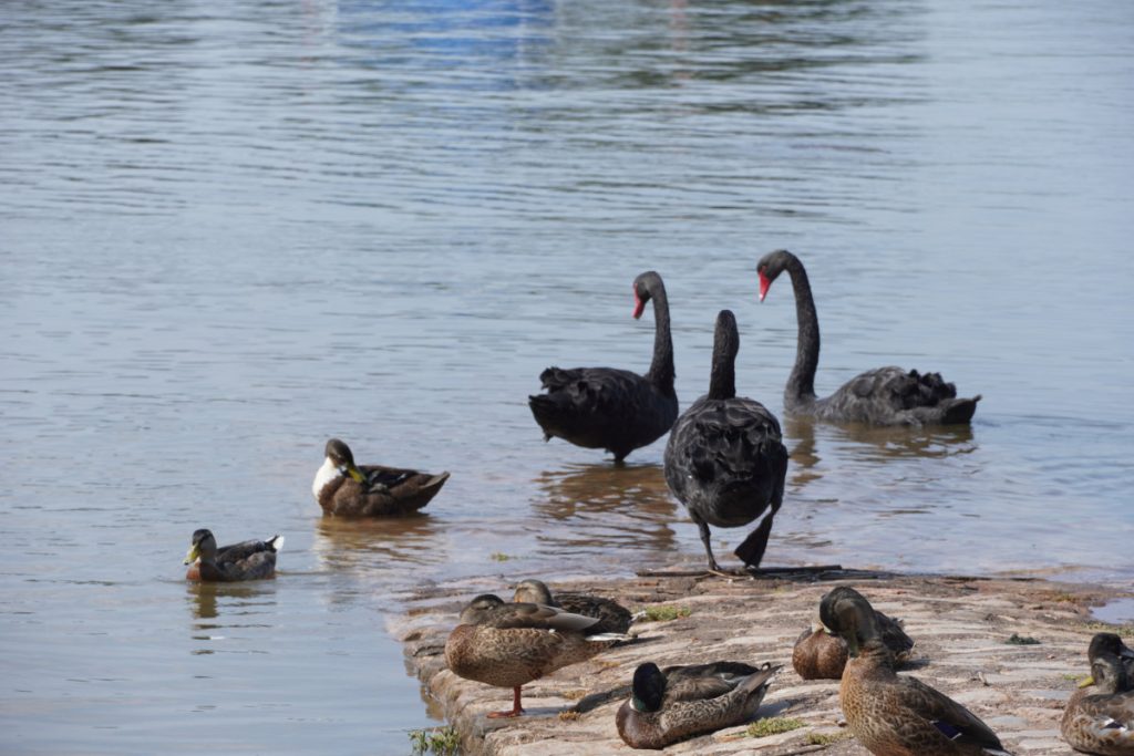 Topsham Quay, Devon, Black Swans at the quay - July 2026