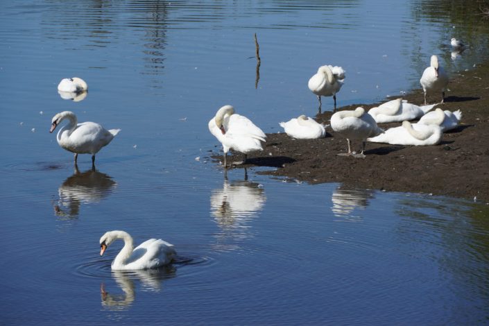 River Exe, Exeter - Aug 2026