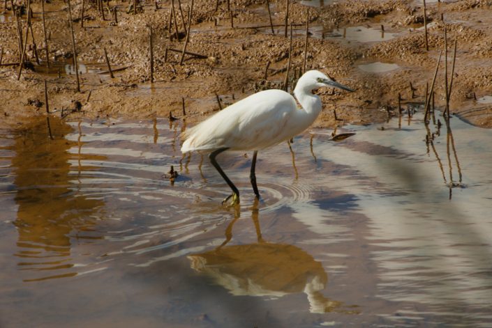 Little Egret Foraging - Otter Estuary Nature Reserve - Sept 2026