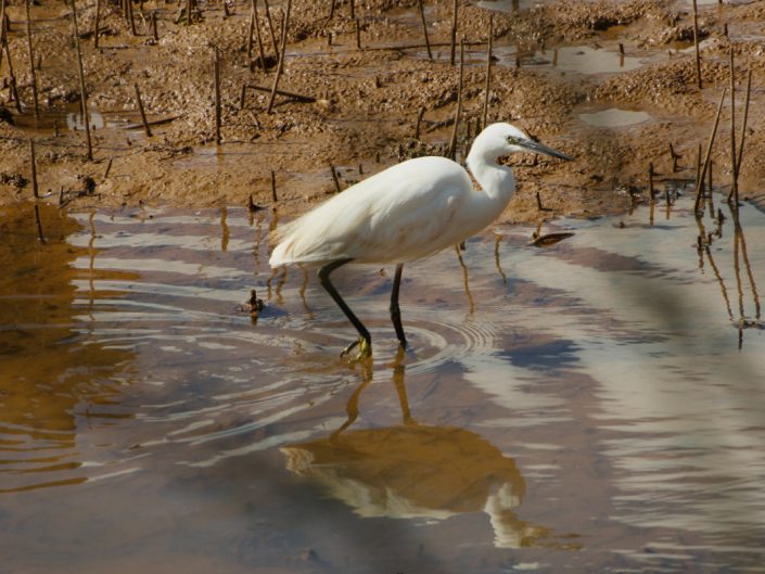 Little Egret Foraging - Otter Estuary Nature Reserve - Sept 2026